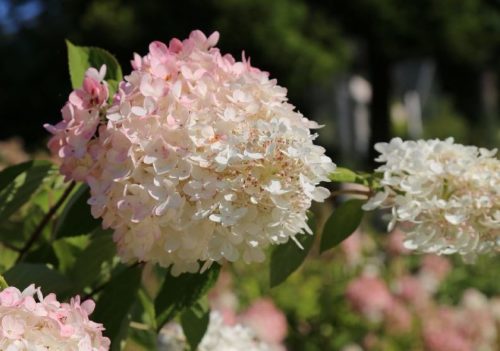 Tekenen in de tuin